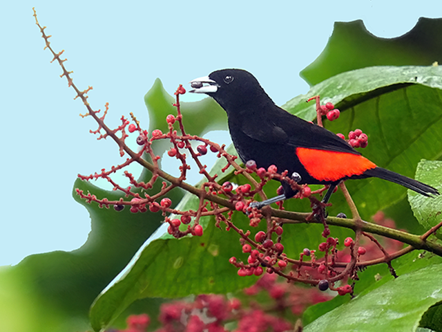 Scarlet-rumped Tanager by Alan Lenk